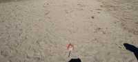 &quot;Sporcizia e degrado in spiaggia, dove si disputeranno le gare del volley europeo&quot;: denuncia Presutti (Pd)