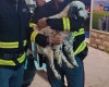 Cucciolo di cane vaga pericolosamente lungo la circonvallazione, salvato [FOTO]